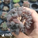 Haworthia Ice Lantern (Single Double Clustering Randomly) - Image 2