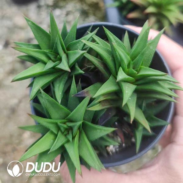 1756130992-1751012390-e201.jpg Haworthia Leathery Leaf Clustering - Image 1