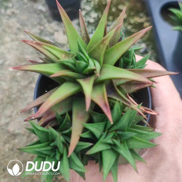 1756130993-1751012401-e202.jpg Haworthia Leathery Leaf Clustering - Image 2