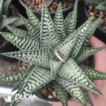 Haworthia Leathery Leaf Hybrid