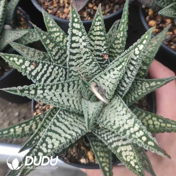 1756130995-1751012420-e201.jpg Haworthia Leathery Leaf Hybrid - Image 1