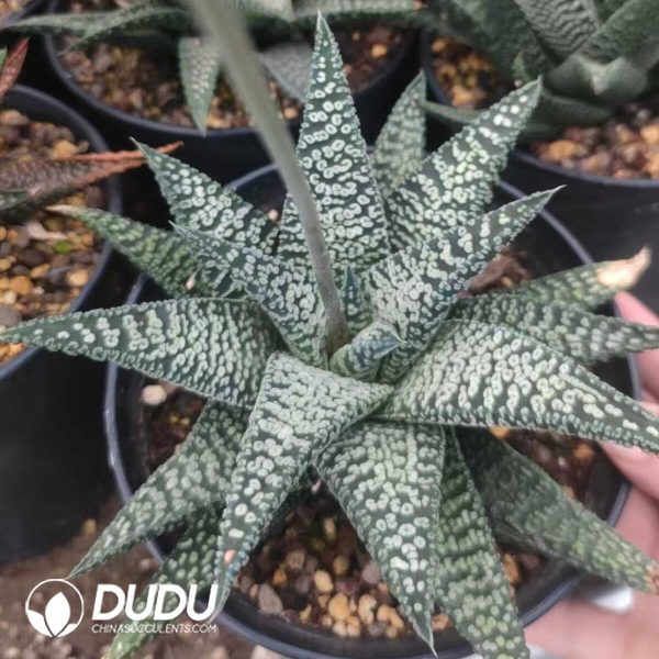 1756130996-1751012427-e202.jpg Haworthia Leathery Leaf Hybrid - Image 2