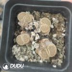 Lithops Special Offer (pot)