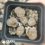 Lithops Special Offer (pot) - Image 2