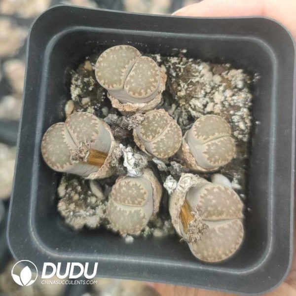 Lithops Special Offer (pot) - Image 2