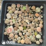 Lithops Special Offer Mixed (pot)