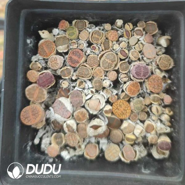 Lithops Special Offer Mixed (pot) - Image 2