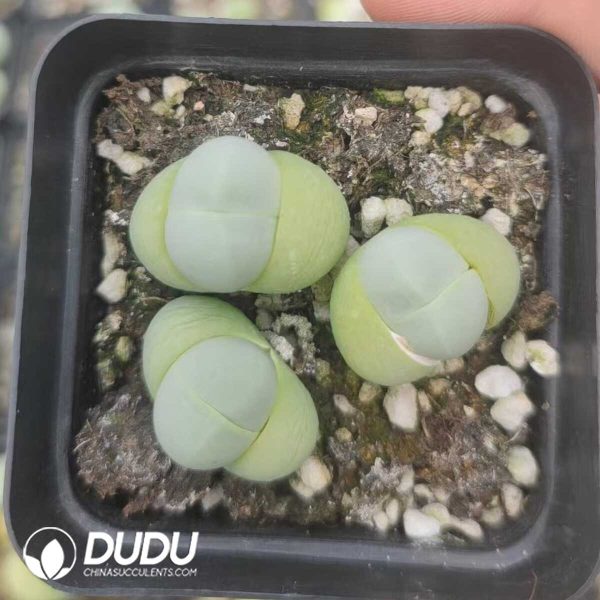 1756131010-1751012499-e201.jpg Conophytum Gibbaeum cryptopodium Mother born pot - Image 1