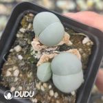 Conophytum Gibbaeum cryptopodium Mother born pot - Image 2