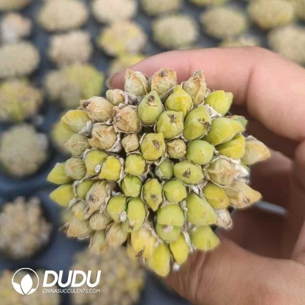 1756131015-1751012519-e202.jpg Conophytum hians Clustering - Image 2