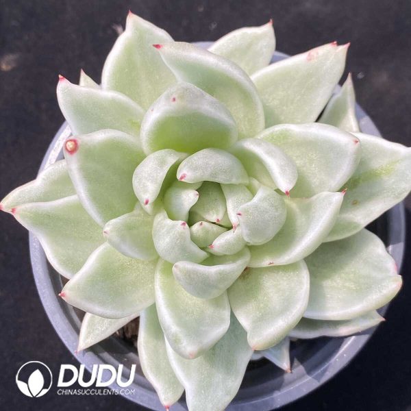 1756131016-1751012524-e201.jpg Echeveria Maria - Image 1