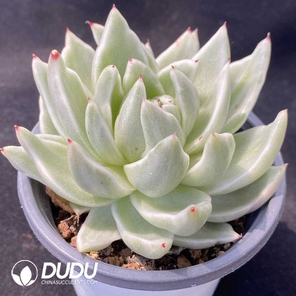 1756131018-1751012530-e202.jpg Echeveria Maria - Image 2
