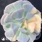 Echeveria Exotic Variegated