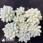 Echeveria Little Red Eggs Variegated Clustering