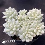 Echeveria Little Red Eggs Variegated Clustering - Image 2