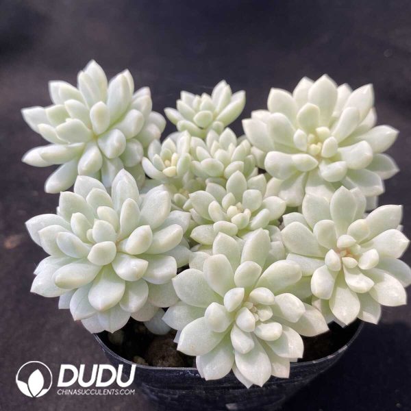 Echeveria Little Red Eggs Variegated Clustering - Image 2