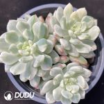 Echeveria Blue Apple Variegated Clustering