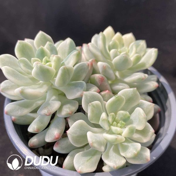 Echeveria Blue Apple Variegated Clustering - Image 2