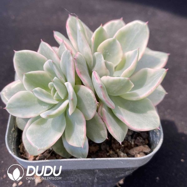Echeveria Creamy Peach Variegated Double Head - Image 2