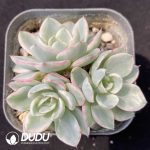 Echeveria Creamy Peach Variegated Clustering
