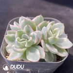 Echeveria Creamy Peach Variegated Clustering - Image 2