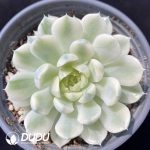 Echeveria Vanilla Moon Shadow Variegated