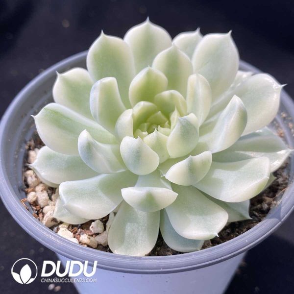 Echeveria Vanilla Moon Shadow Variegated - Image 2