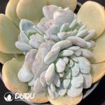 Echeveria Monroe Variegated Base