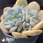 Echeveria Monroe Variegated Base - Image 2