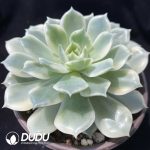 Echeveria Erica - Image 2