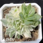 Echeveria Purple Butterfly Variegated Clustering