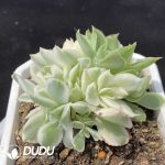 Echeveria Purple Butterfly Variegated Clustering - Image 2