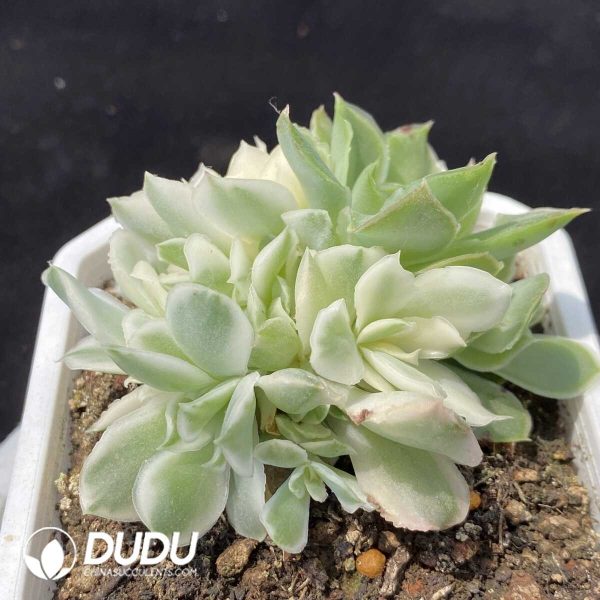 Echeveria Purple Butterfly Variegated Clustering - Image 2