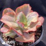Echeveria Firebird - Image 2
