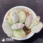 Adromischus Flower egg pile