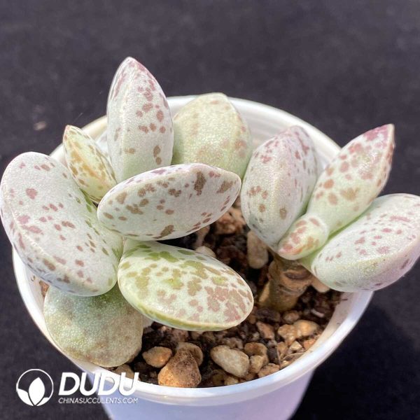 1756131064-1751012895-e202.jpg Adromischus Flower egg pile - Image 2