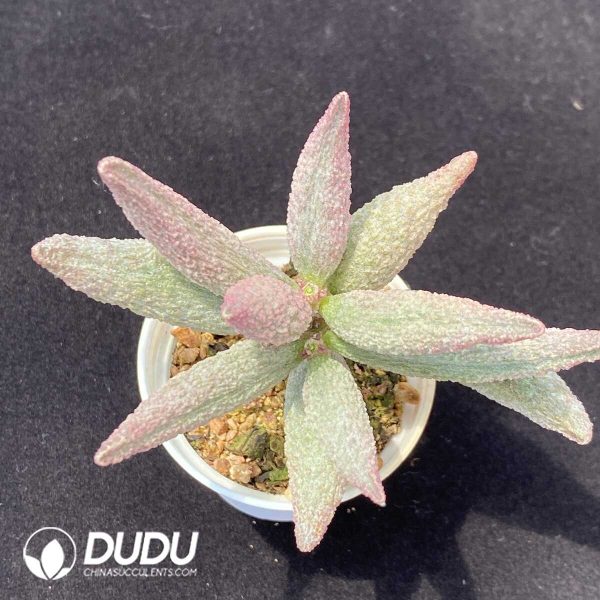 1756131066-1751012905-e201.jpg Adromischus Pure red pile - Image 1