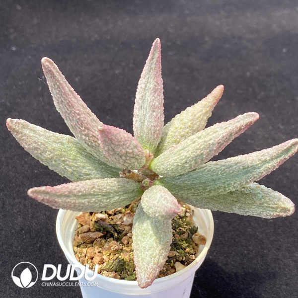 1756131068-1751012914-e202.jpg Adromischus Pure red pile - Image 2