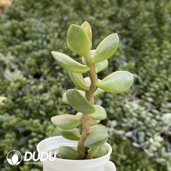 1756131074-1751012950-e201.jpg Crassula Ping Pong Board - Image 1