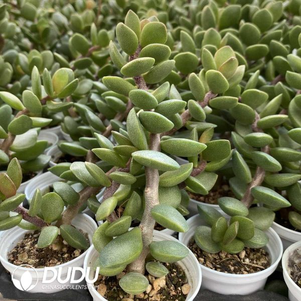 1756131076-1751012955-e202.jpg Crassula Ping Pong Board - Image 2