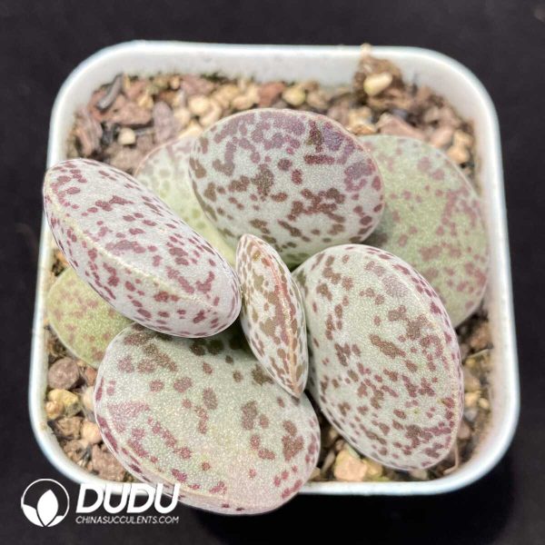 1756131077-1751012964-e201.jpg Adromischus Flower Eggs - Image 1