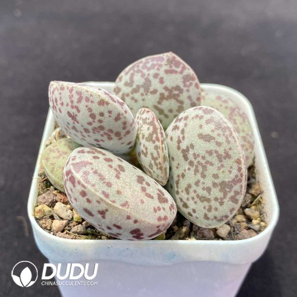 1756131079-1751012972-e202.jpg Adromischus Flower Eggs - Image 2