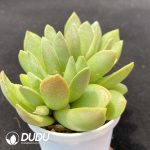 Adromischus Red Luck Bubble - Image 2