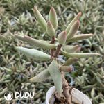 Adromischus Snow stump