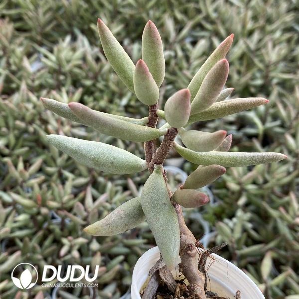 1756131083-1751013010-e201.jpg Adromischus Snow stump - Image 1