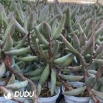 Adromischus Snow stump - Image 2