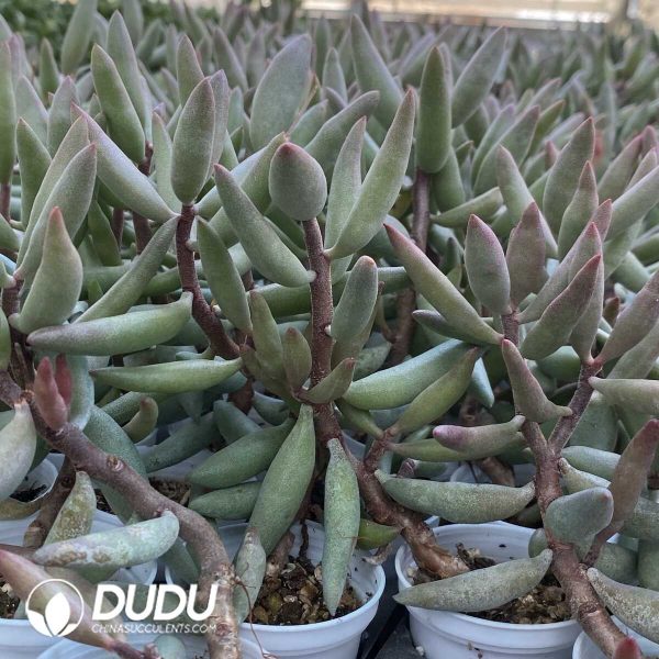 1756131085-1751013018-e202.jpg Adromischus Snow stump - Image 2