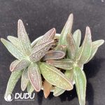 Adromischus Black muscle leaf pile
