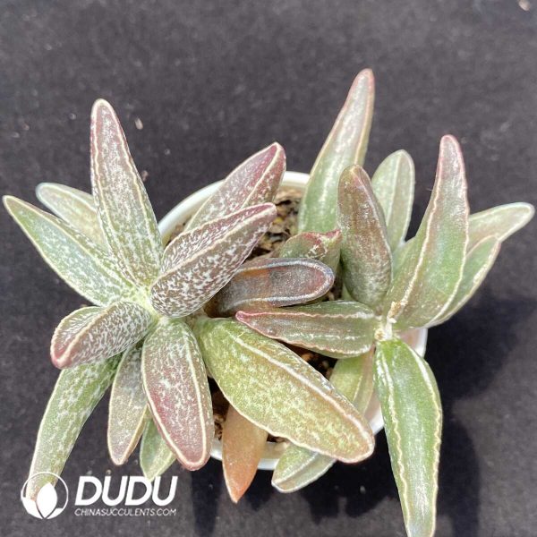 1756131087-1751013026-e201.jpg Adromischus Black muscle leaf pile - Image 1