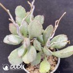 Adromischus Shell pile